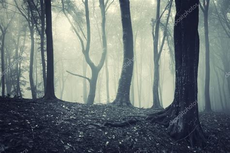 Eerie Forest Stock Photo By ©photocosma 21510343