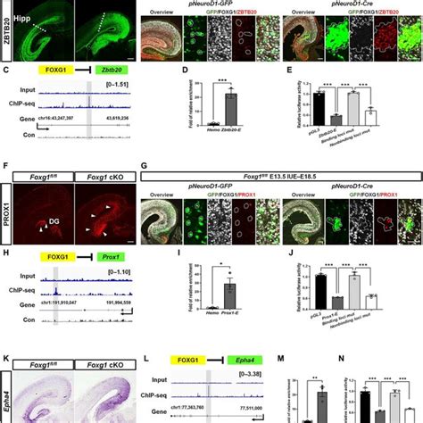 Pdf Foxg1 Drives Transcriptomic Networks To Specify Principal Neuron