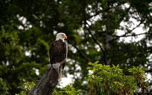 Wallpaper Eagle Bird Predator Tree Nest Watching Hd Picture Image