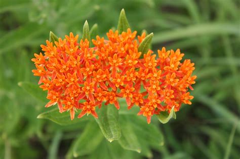 Butterfly Milkweed Minnesota Prairie Roots