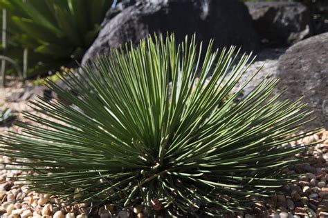 Twin Flowered Agave: How to Grow & Care for the Agave Geminiflora Plant