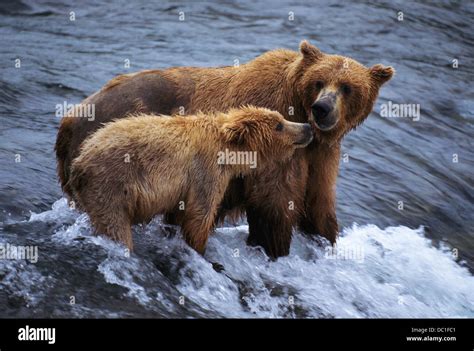 Brown Bear and Cub Stock Photo - Alamy