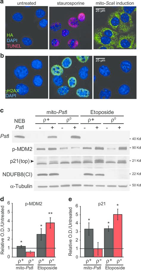 Mtdna Dsbs Trigger A P Dependent Response Without Nuclear Dna Damage