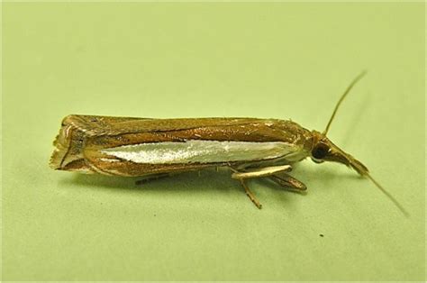 Grass Veneer Crambus Bugguidenet