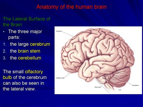 Brain Anatomy Diagram Labeled