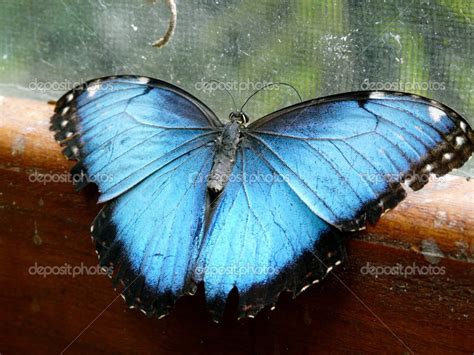 Blue Morpho butterfly — Stock Photo © nicousnake #26801741