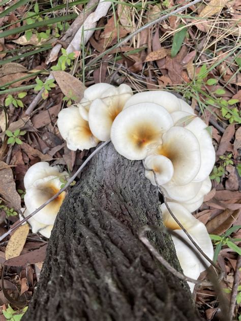 Ghost Fungus From Fly Point Park Nelson Bay NSW AU On May 01 2023