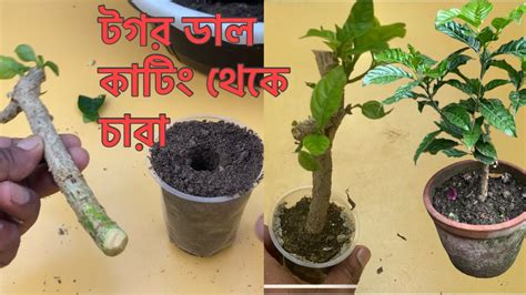 টগর গাছের ডাল থেকে চারা তৈরী ও প্রতিস্থাপনএবং পরিচর্যা । Togor Gacher