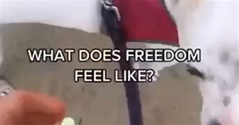 What Is Freedom 9gag