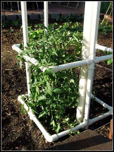 53 Tomato Trellis Designs Completely Free Epic Gardening