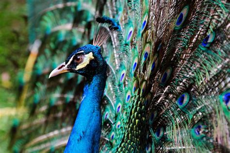 Premium Photo Peacock