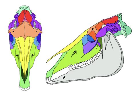 Equine Skull Diagram Quizlet