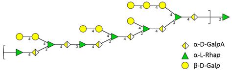 General Structural Elements Of Rhamnogalacturonan I Unit Present In