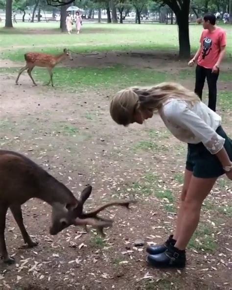 Potret Tingkah Lucu Rusa Menggemaskan Gini