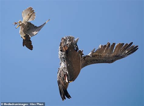 Peregrine Falcon Attacking Pelicans