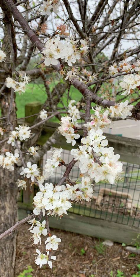 A Guide To The Small Trees You Should Plant In Your San Antonio Garden