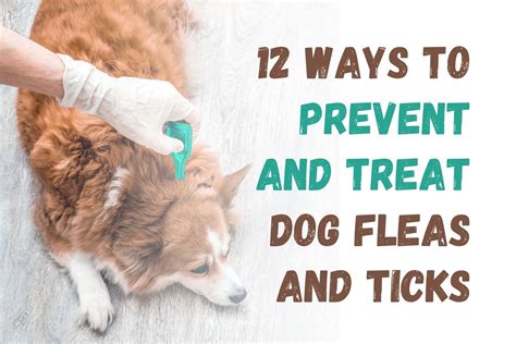 How To Prevent And Treat Fleas And Ticks In Dogs 12 Effective Strategies