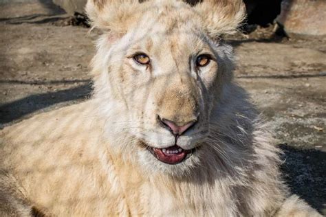 White Lions | Plumpton Park Zoo