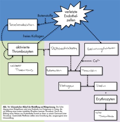 Physiologie Flashcards Quizlet