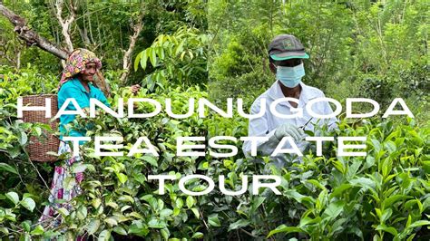 Sri Lankas Finest Tea A Tour Of Handunugoda Plantation 4k YouTube