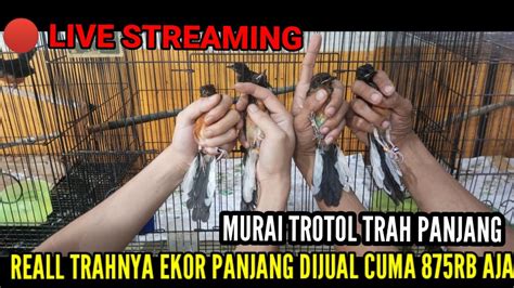 LIVE STREAMING UPDATE STOCK TROTOL JTN SUPER MURAI PASTOL POHO WAMBI