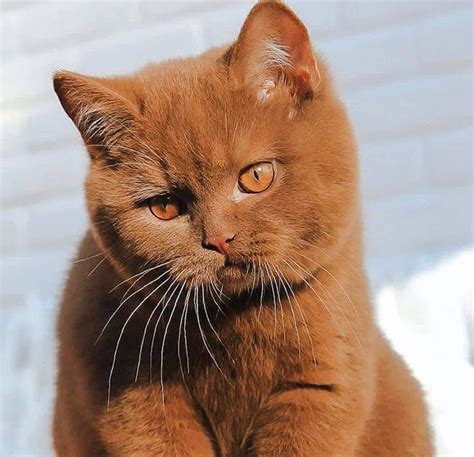 Cat Chit Chat What Colours Do British Shorthair Cats Come In