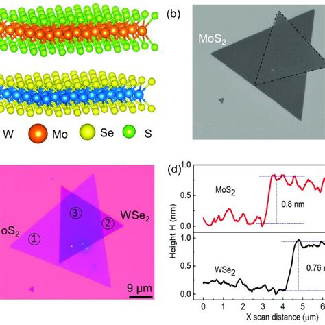 Structure And Morphology Of Mos Wse Heterostructure A Schematic Of