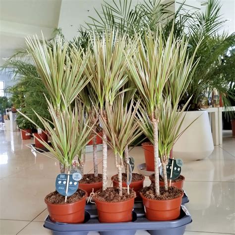 Dracena Obrze Ona Dracaena Marginata Bicolor Cm Sklep