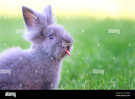 Cute Grey Fluffy Rabbit Sitting On Grass Backyard Stock Photo Alamy