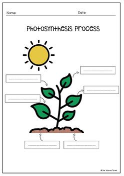 Photosynthesis Plants Worksheets Flash Sale Ms Marwa Tarek