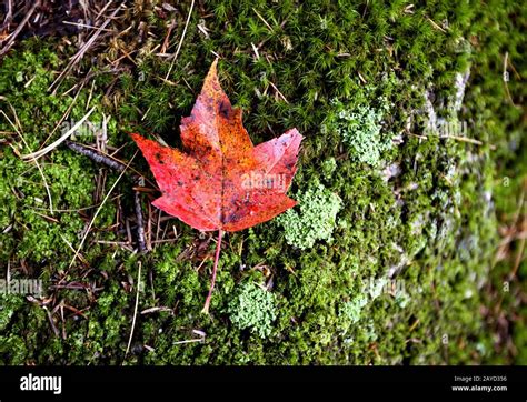 Autumn Leaves Sugar Maple Stock Photo - Alamy