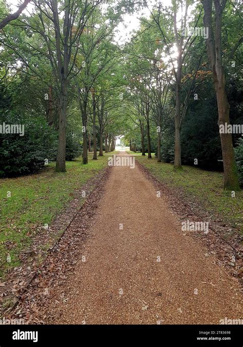 View Of Woodland With A Straight Gravel Path Stock Photo Alamy