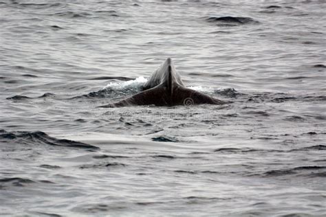 Diving whale stock image. Image of safari, cachalot, blowing - 45092079