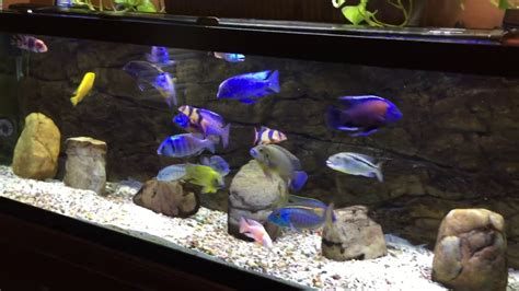 Update On More Breeding Groups And The 125 Gallon African Cichlids Youtube