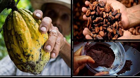 Como Hacer Chocolate Con Cacao Desde Cero Youtube