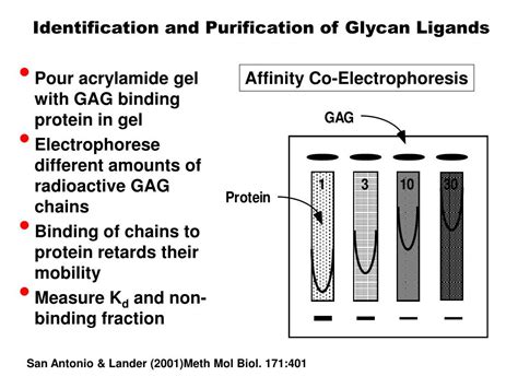 PPT Principles Of Glycan Recognition PowerPoint Presentation Free