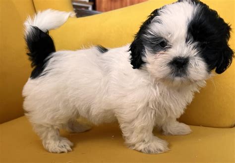 Shih Tzu Szczeniak Suczka J Drzychowice Olx Pl