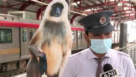 Monkey Menace At Lucknow Metro Authorities Use Cutouts Angry Langur