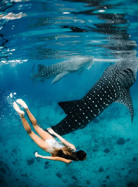 Whale shark diving – Artofit