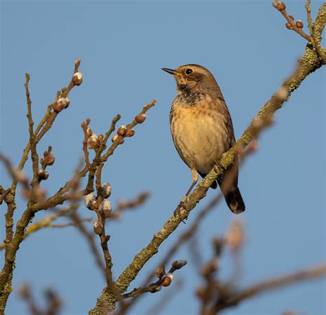 Rondje Zwanenwater Vogelnieuws Van De Noordkop