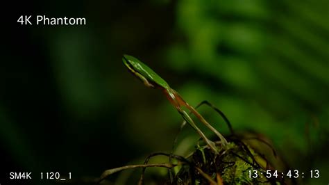 4k Amphibians Northern Dwarf Tree Frog Jumping Slow Motion 1000