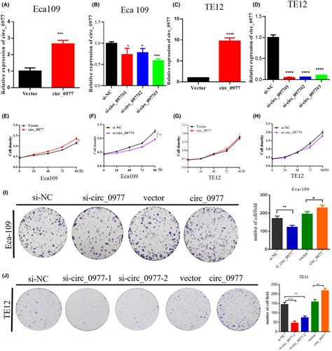 Effects Of Up And Downregulation Of Hsa Circ 0000977 On ECA109 And TE12