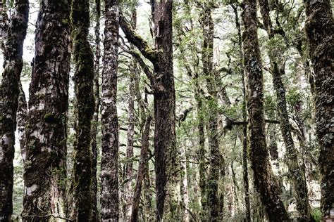 At Old Ghost Road In Christchurch New Zealand Photo By HI Adventures