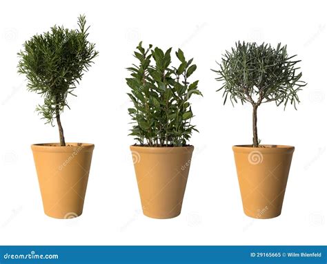 Three Potted Plants Stock Image Image Of Leaves Clay 29165665