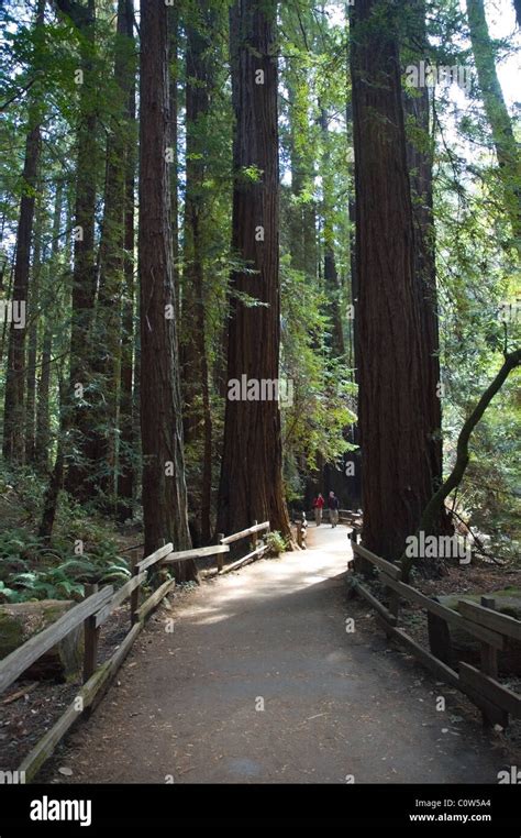 People Walking Through Redwoods At Muir Woods National Monument