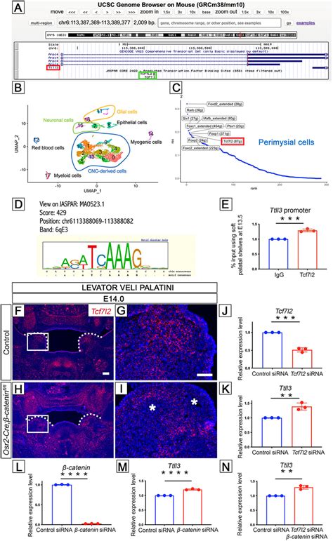 Wnt Signaling Directly Regulates Ciliary Genes A Predicted Position