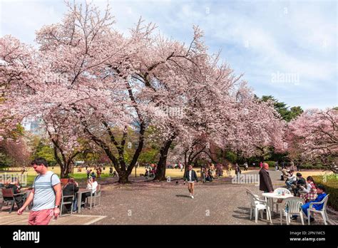 Tokio Jap N Abril Flores De Cerezo Los Lugare Os Florecientes Y