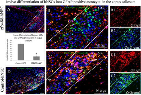 Comparison Of In Vivo Differentiation Of Zfp488 Zsgreen1 Hnscs And