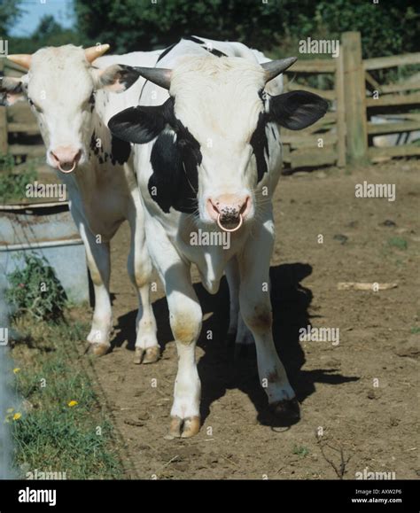 Holstein Cattle Horns