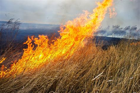 Dry Grass Burns In The Park Everything Is In Smoke Stock Photo